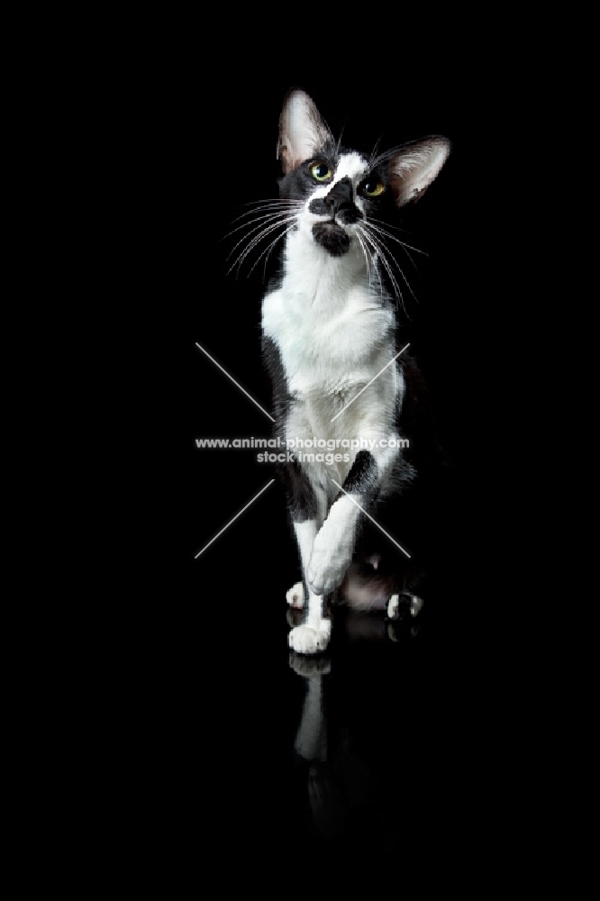Oriental Shorthair cat looking up, front view