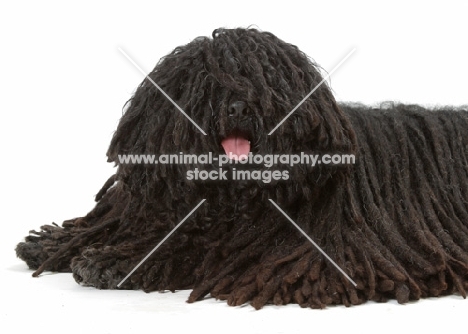 Australian Champion Puli lying down