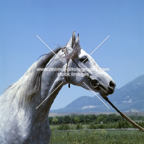 at tersky stud nr Piatigorsk