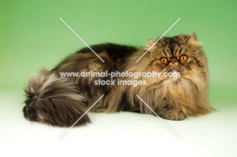 brown tabby persian cat, lying down