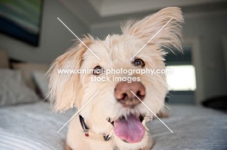 terrier mix smiling