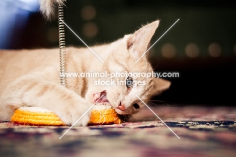 Kitten attacking toy