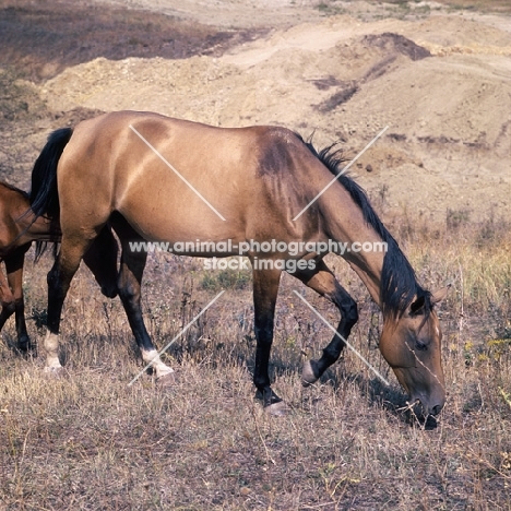 akhal teke mare with foal in arid landscape at Tersk Stud Farm, Stavropol