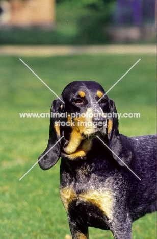 Luzerner Niederlaufhund (aka small swiss hound), looking away