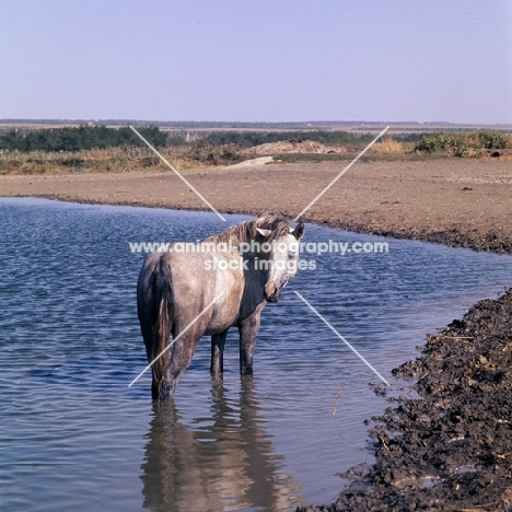tersk filly in water at stavropol stud, russia
