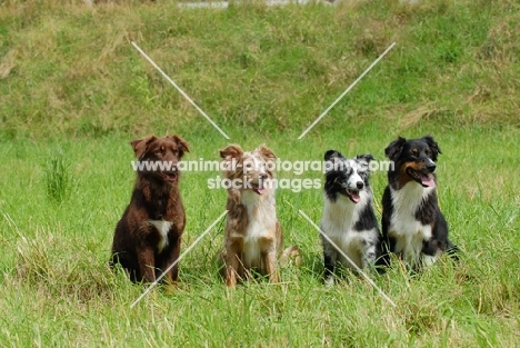 four Australian Shepherd Dogs