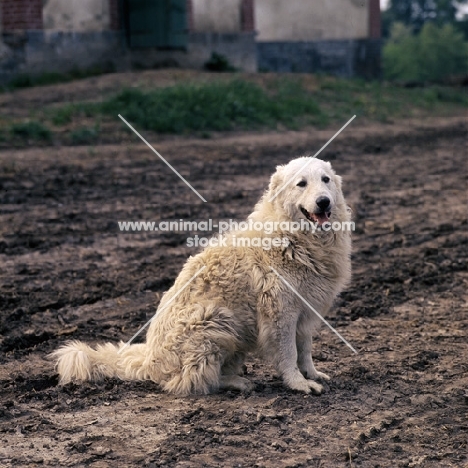 kuvasz,  farm dog  on muddy road at farm in hungary
