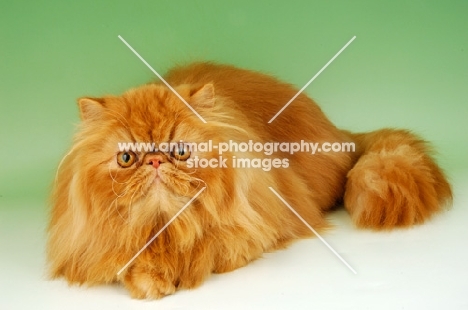 red Persian looking at camera