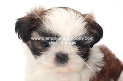 chocolate and white Shih Tzu puppy, portrait