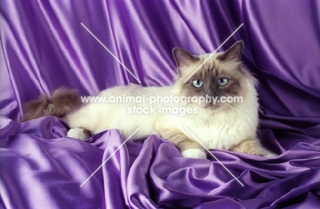 blue point birman cat on satin cloth