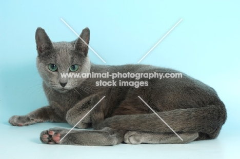 russian blue cat 