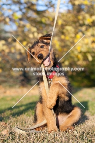 Airedale puppy playing with lead