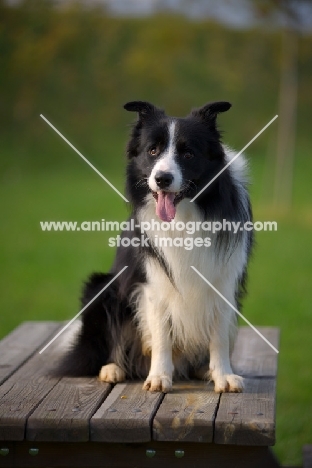 happy black and white border sitting on a wooden table and panting