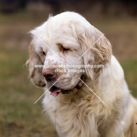 clumber spaniel looking down, head study