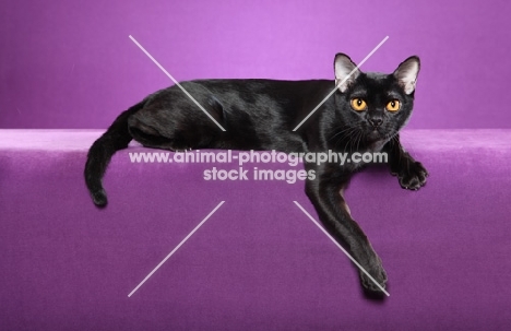 Bombay cat on purple background