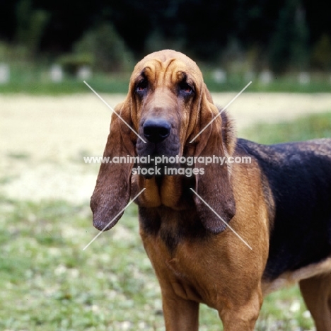bloodhound portrait