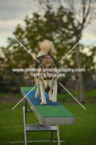 husky mix walking on the teeter-totter 