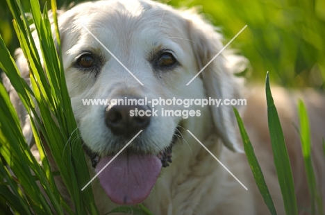 Golden Retriever laying in the tall grass
