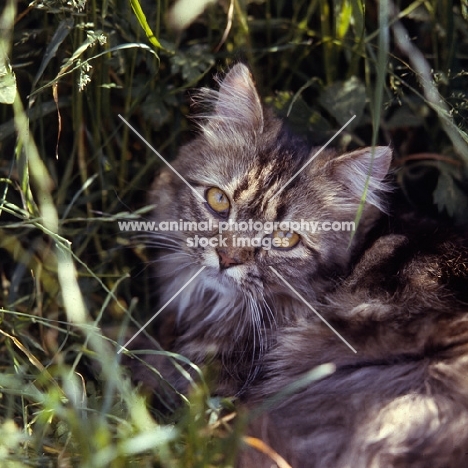  brown tabby long hair cat in long grass