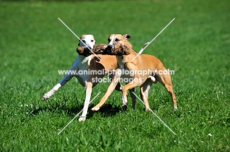 Whippets retrieving together