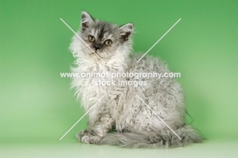 young blue smoke selkirk rex sitting on green background