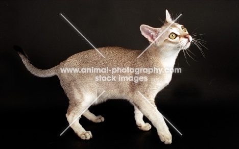 Singapura cat walking on dark background, looking up in expectation