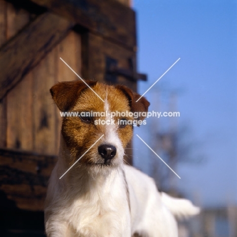 parson russell terrier in front of barn