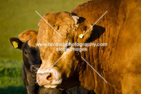 Limousin bull