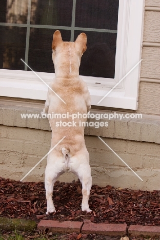 curious French Bulldog