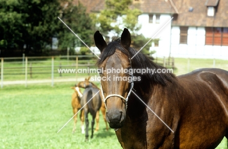 trakehner mare standing in a paddock at weblesgrund, germany