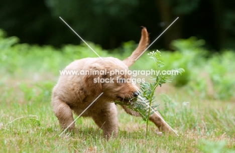 Golden Retriever puppy discovering plant