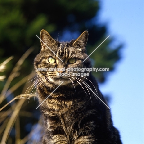 tabby cat, looking towards camera