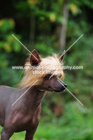 Chinese Crested Dog head study