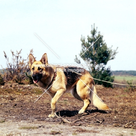 german shepherd dog tracking