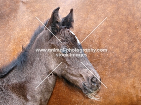 Welsh Cob (section d) foal near another horse