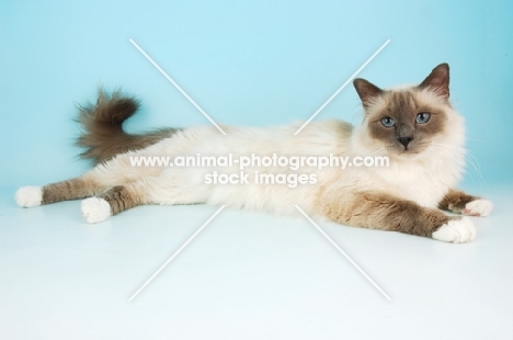 blue point birman cat 