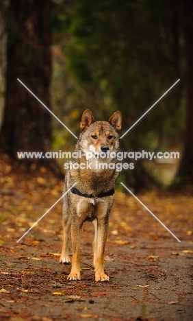 Shiba Inu in autumn