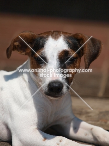 Jack Russell Terrier