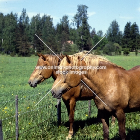 two Finnish Horses at Ypäjä next to barbed wire fence