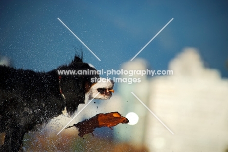 Bernese Mountain Dog shaking off water, log falling out of mouth