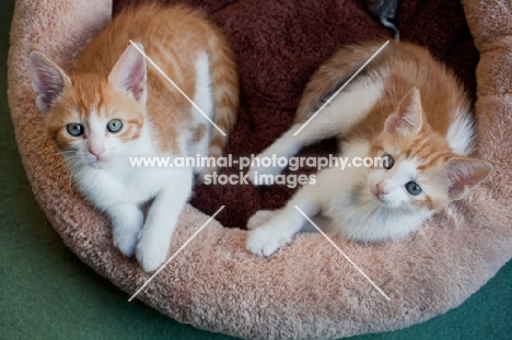 two ginger and white kittens in basket
