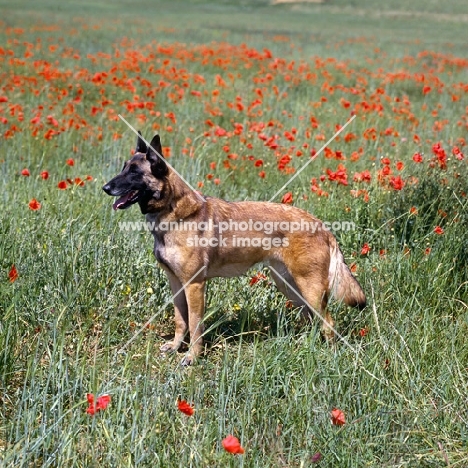 Malinois in poppy field