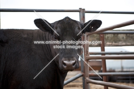 black Aberdeen Angus