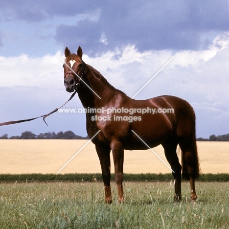 crepello, thoroughbred at newmarket, he won the derby, 2000 guineas and the dewhurst,