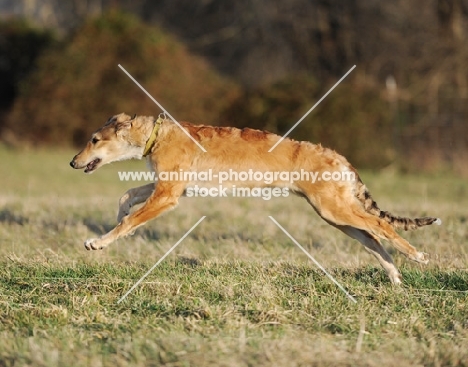 gold dog running in countryside