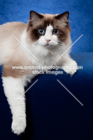 Ragdoll cat in studio on blue background