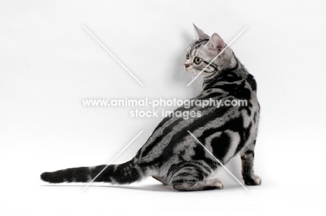 American Shorthair, sitting on white background