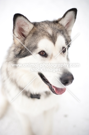 Alaskan Malamute on snow, smiling at camera.