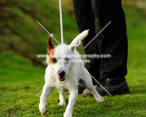 jack russell teerier eager to go for a walk and pulling on lead
