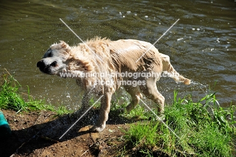 Golden Retriever shaking out water